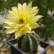 A photo of Echinocereus subinermis