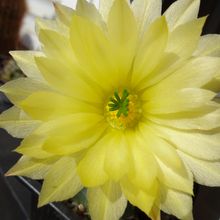A photo of Echinocereus subinermis