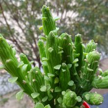 Una foto de Euphorbia bisellenbeckii