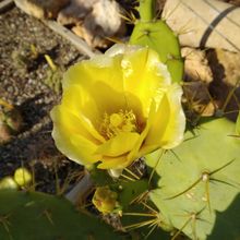 A photo of Opuntia dillenii