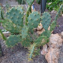 A photo of Opuntia dillenii
