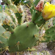 A photo of Opuntia dillenii