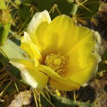 A photo of Opuntia dillenii