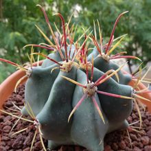 Una foto de Ferocactus emoryi