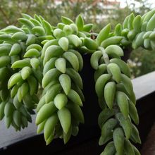 A photo of Sedum morganianum