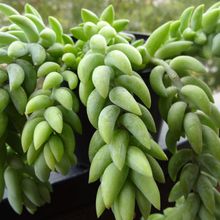 A photo of Sedum morganianum