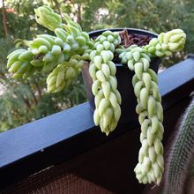 A photo of Sedum morganianum