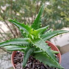 A photo of Aloe buettneri
