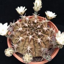 A photo of Gymnocalycium anisitsii