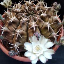 A photo of Gymnocalycium anisitsii