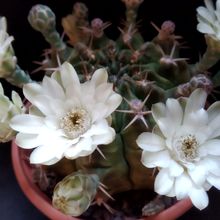 A photo of Gymnocalycium anisitsii
