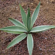 Una foto de Agave vivipara fma. variegada