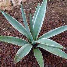 Una foto de Agave vivipara fma. variegada