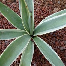 Una foto de Agave vivipara fma. variegada