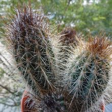 A photo of Pilosocereus gounellei