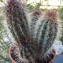 A photo of Pilosocereus gounellei