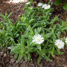 A photo of Delosperma ecklonis  