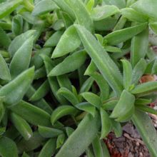 A photo of Delosperma ecklonis  