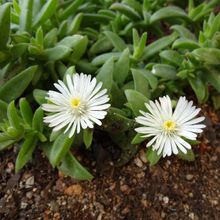 A photo of Delosperma ecklonis  