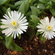 A photo of Delosperma ecklonis  
