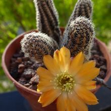 Una foto de Lobivia pygmaea
