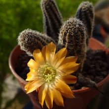 Una foto de Lobivia pygmaea