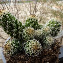Una foto de Mammillaria sphacelata