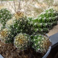 Una foto de Mammillaria sphacelata