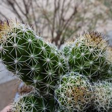 Una foto de Mammillaria sphacelata