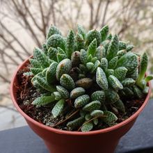 A photo of Crassula ausensis