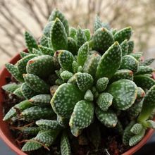 A photo of Crassula ausensis