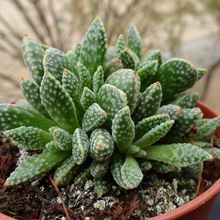 A photo of Crassula ausensis