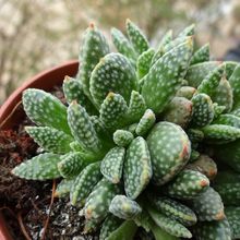 A photo of Crassula ausensis