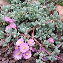 A photo of Lampranthus deltoides