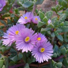 A photo of Lampranthus deltoides