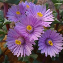 A photo of Lampranthus deltoides