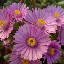 A photo of Lampranthus deltoides