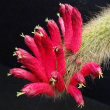 Una foto de Cleistocactus brookeae ssp. vulpis-cauda