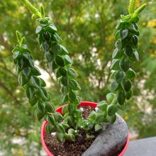 Una foto de Peperomia columella  