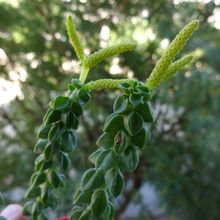 Una foto de Peperomia columella  