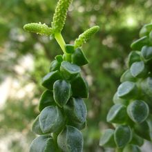 Una foto de Peperomia columella  