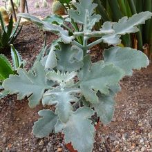 A photo of Kalanchoe beharensis