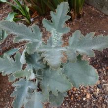 A photo of Kalanchoe beharensis