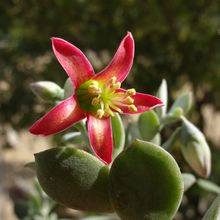 Una foto de Cotyledon woodii  