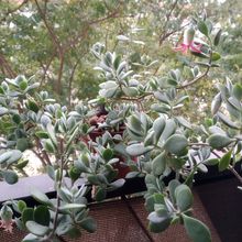 Una foto de Cotyledon woodii  
