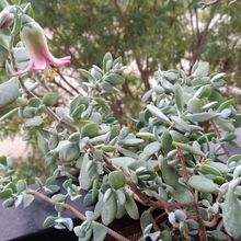 Una foto de Cotyledon woodii  
