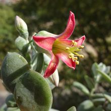 Una foto de Cotyledon woodii  