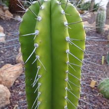 Una foto de Cephalocereus euphorbioides