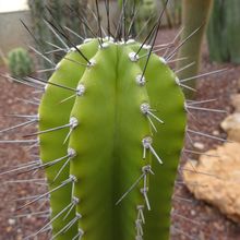 Una foto de Cephalocereus euphorbioides