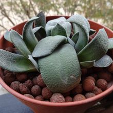 A photo of Gasteria glomerata